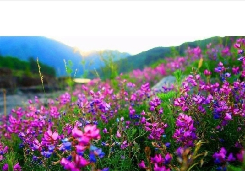 Разнотравье горного алтая