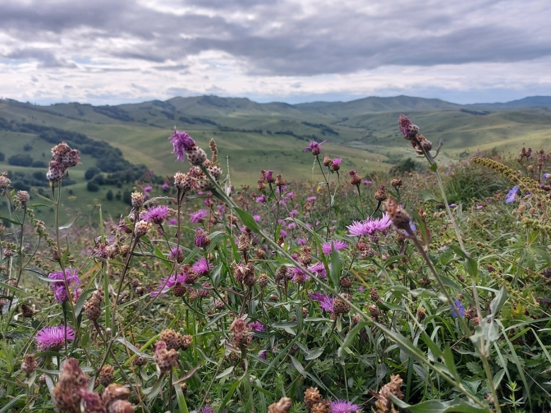 Лекарственные растения Республики Алтай