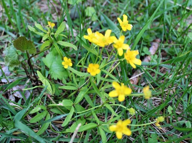 Травянистые растения Алтайского края