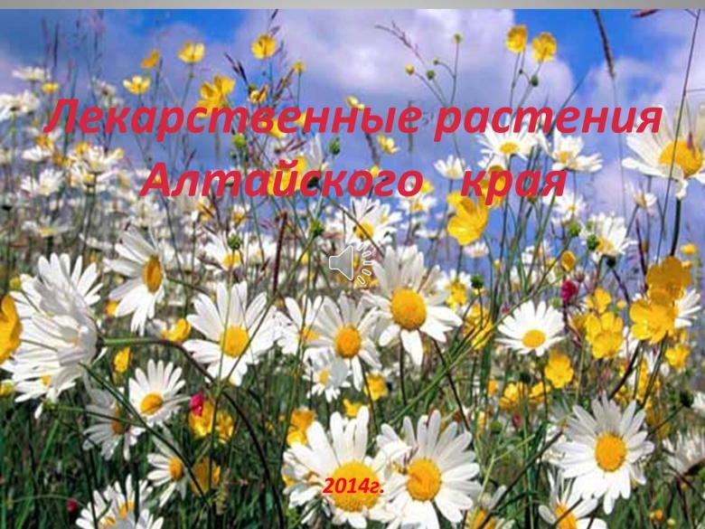 Лекарственные травы Алтайского края Ромашка