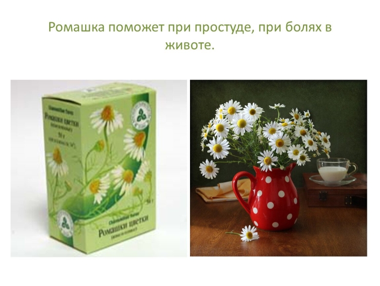 Ромашка при боли в животе