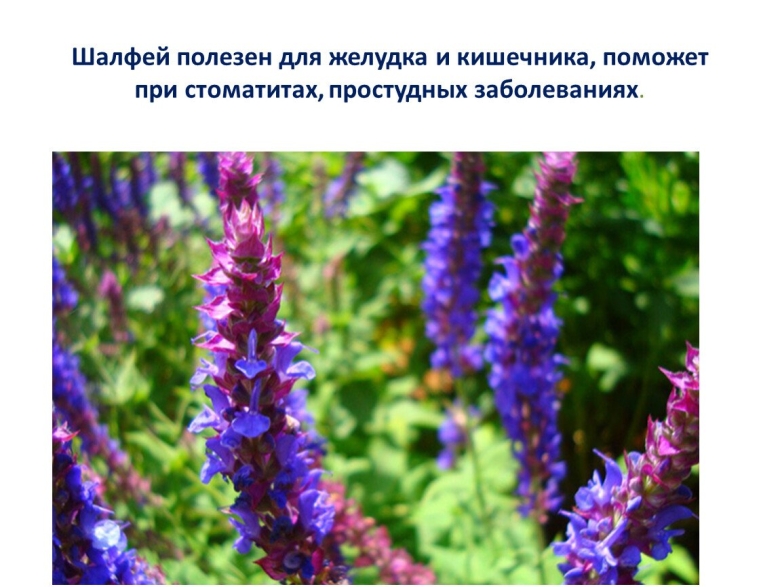 Лекарственные растения Алтайского края