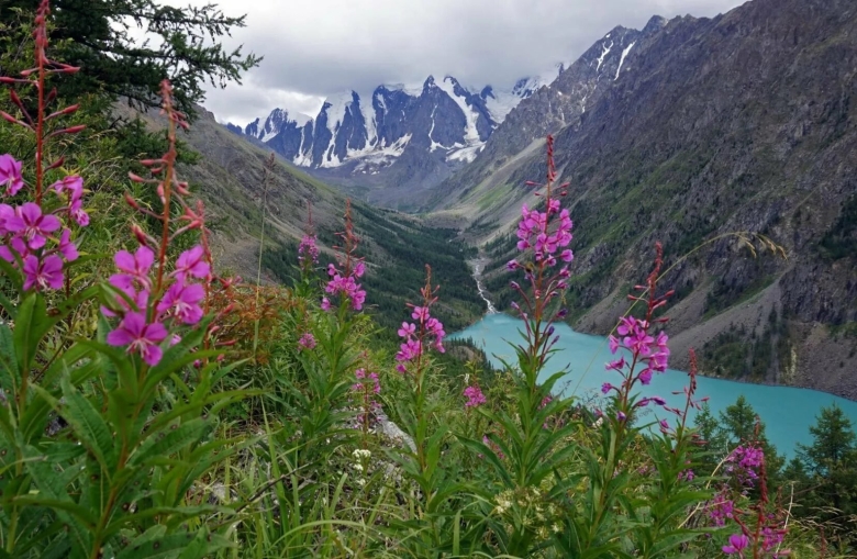 Иван чай горный алтай