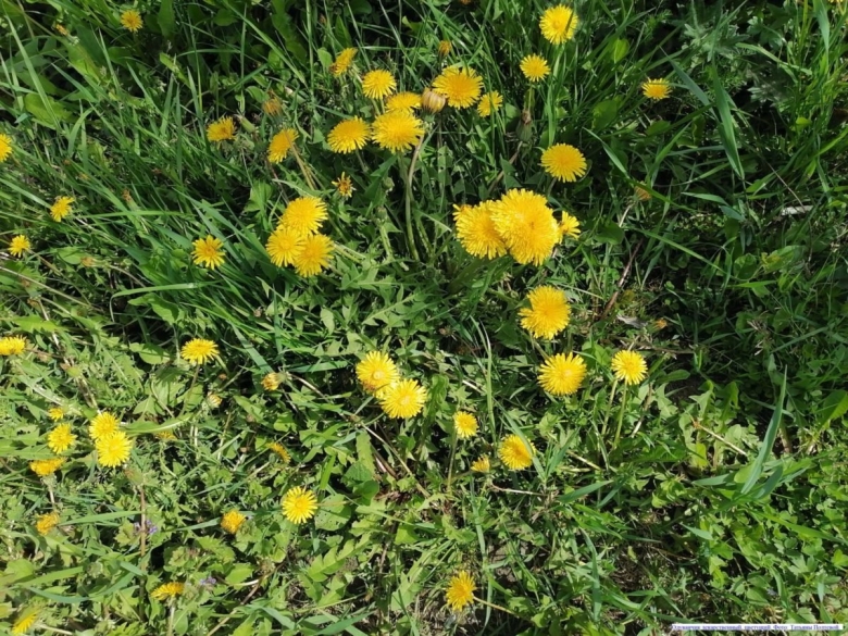 Лекарственные растения Алтая