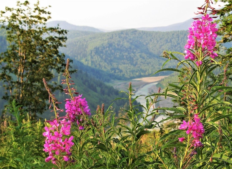 Иван чай узколистный