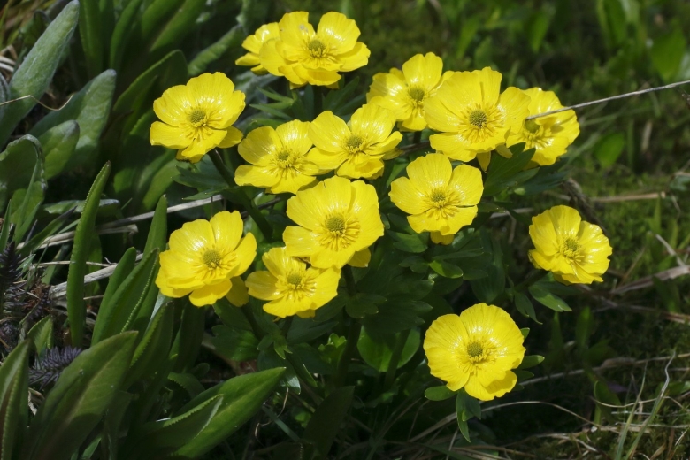 Калачики цветы Алтай