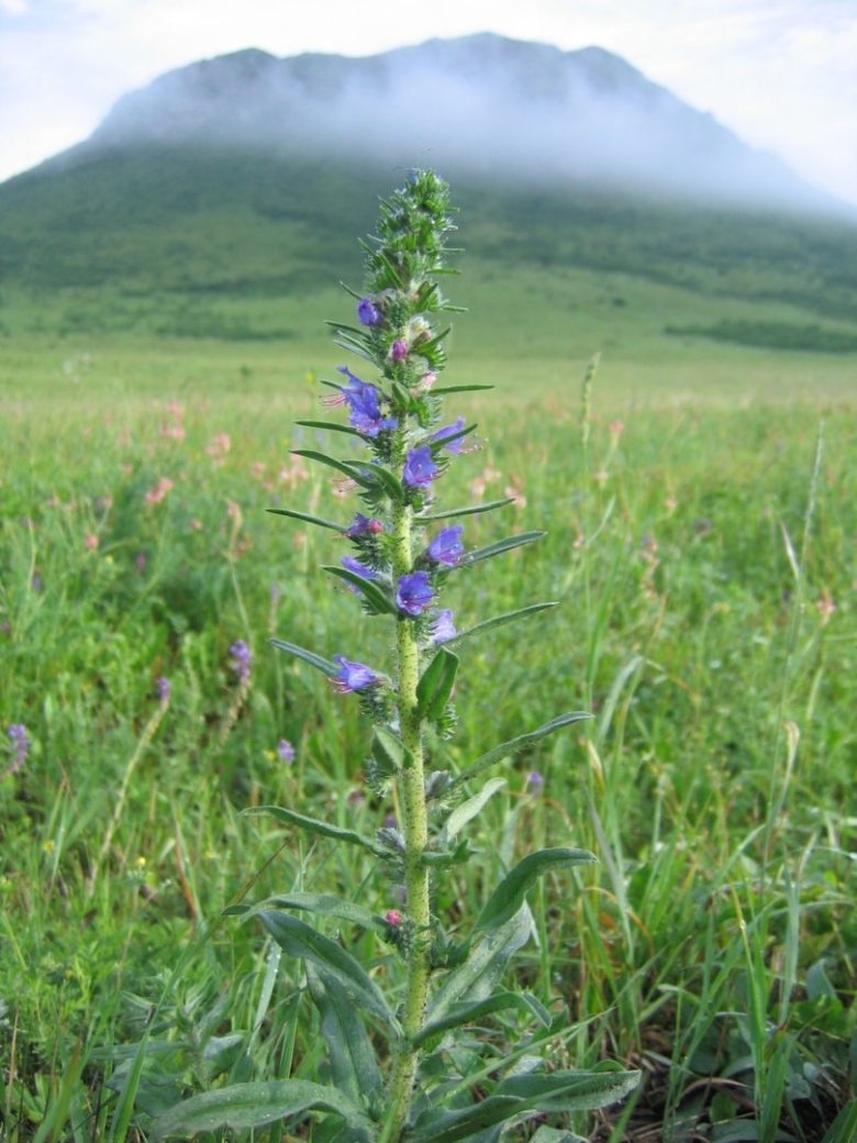 Сорняк синяк обыкновенный