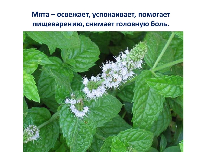 Конская мята Шандра