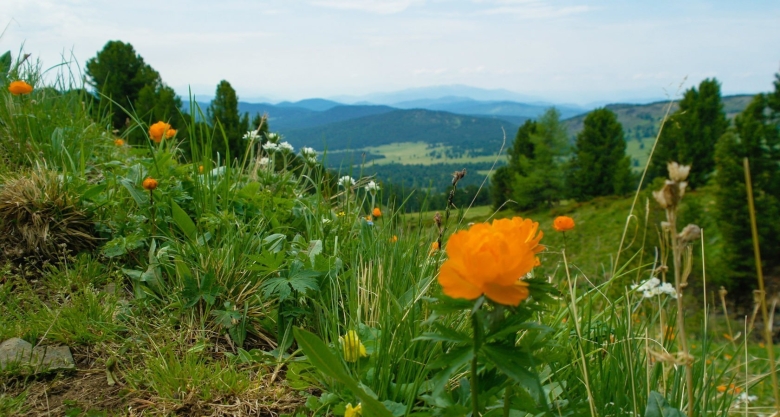 Растительность Алтайского края