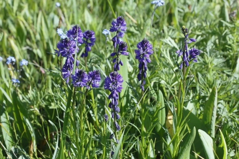 Растения алтая