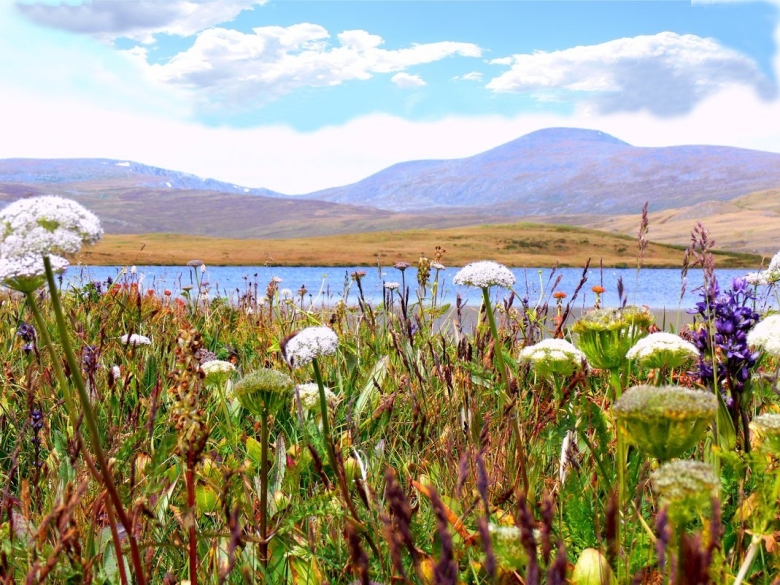 Горный Алтай горные травы Алтая