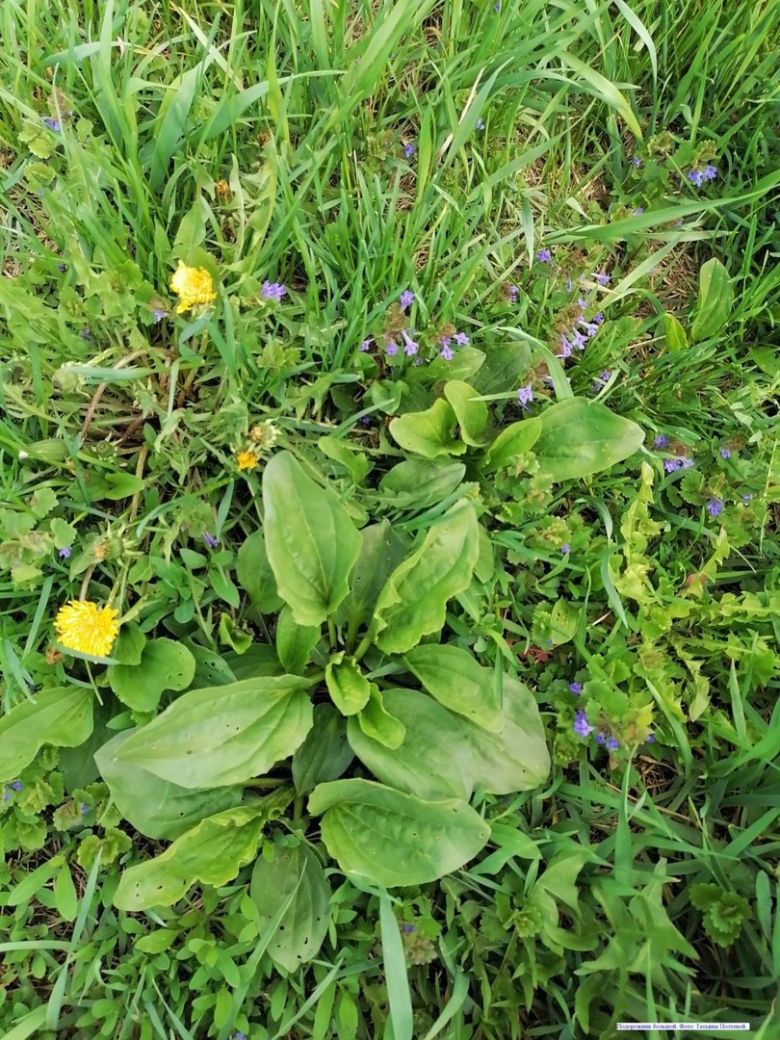 Лекарственные растения Алтая