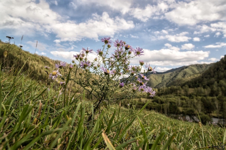 Сибирка растение Алтайская