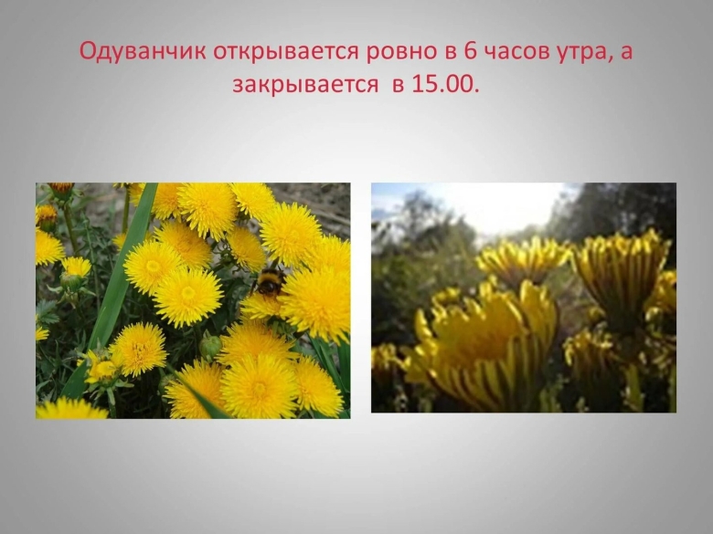 Одуванчик закрывается