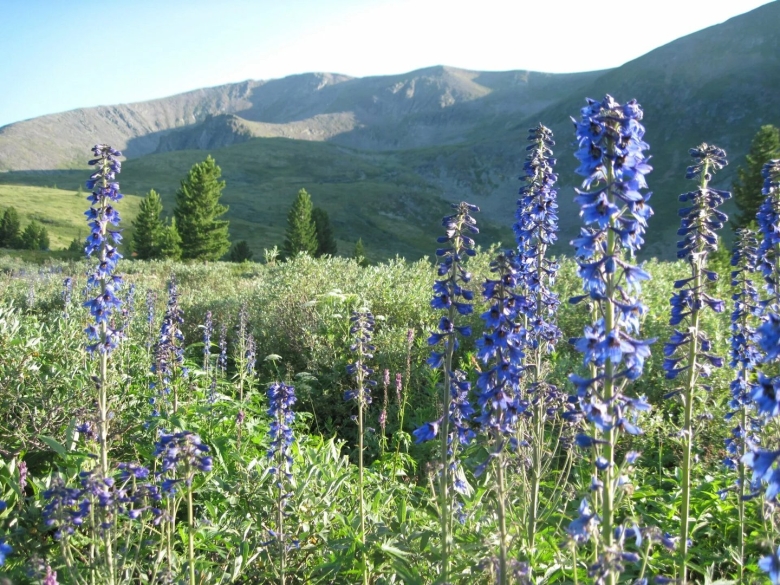 Травы алтая горно-алтайск