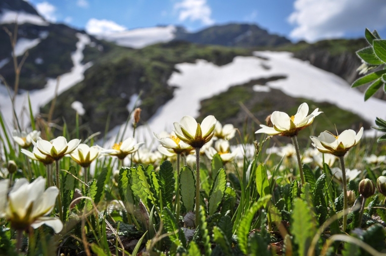 Альпийские Луга баргузинского заповедника