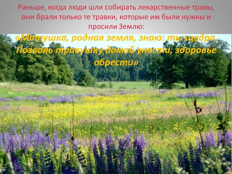 Травянистые растения Алтайского края