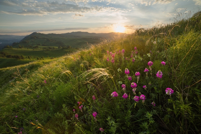 Равнинная часть Алтайского края