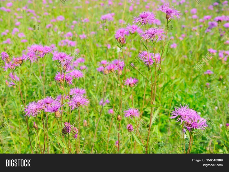 Василёк луговой centaurea jacea