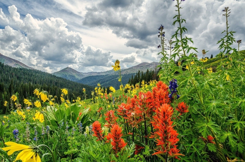 Растения травянистые горного Алтая