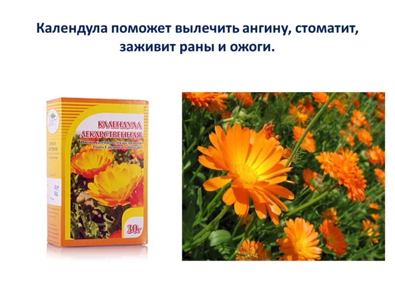 Лекарственные растения Алтайского края