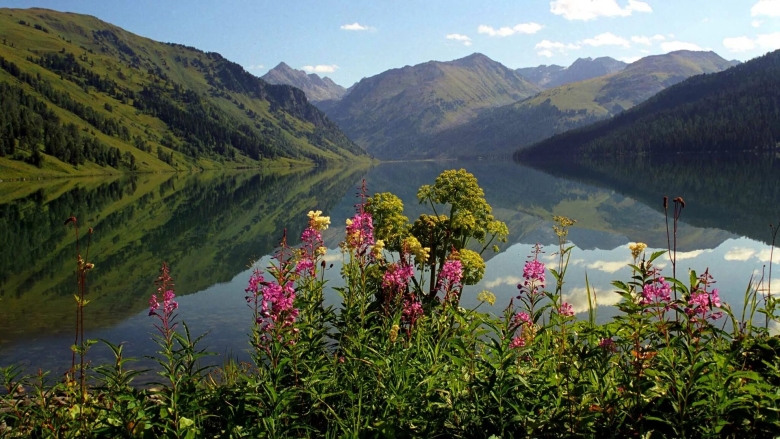 Тайменье озеро Алтай