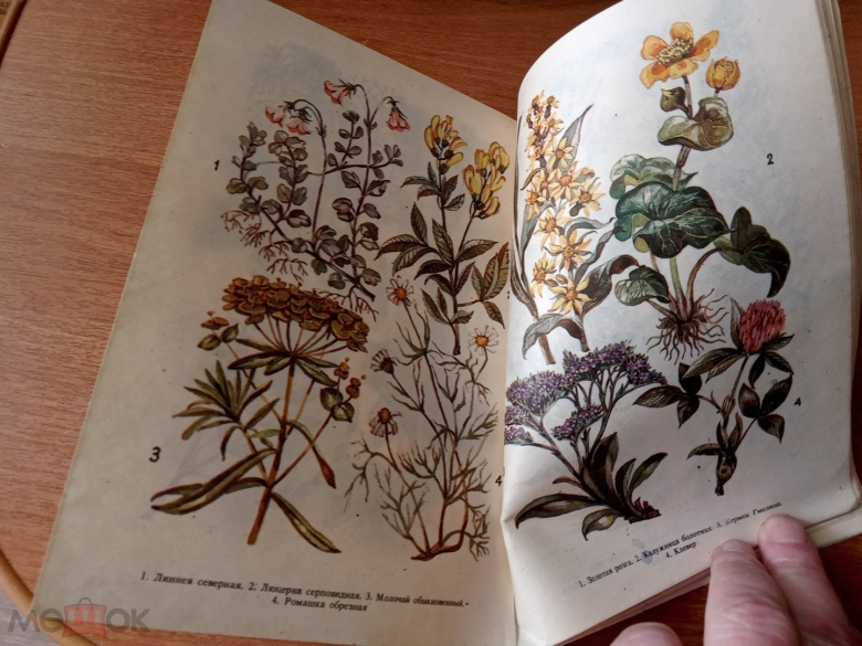 Атлас русских лекарственных растений. в.к. варлих