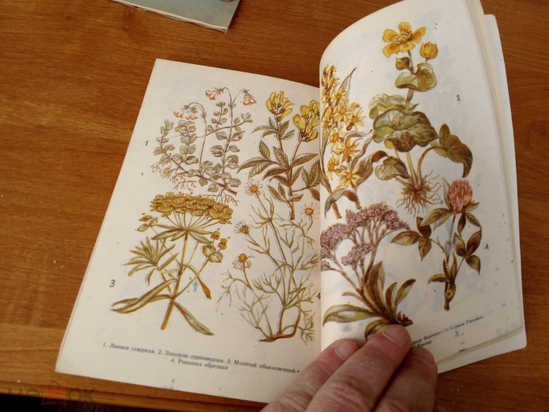 Ботанический атлас карл фон гофман