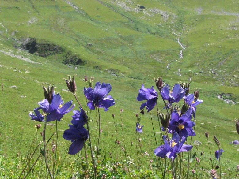 Растения альпийских лугов горного Алтая