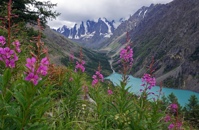 Горы Алтая цветение эспарцет
