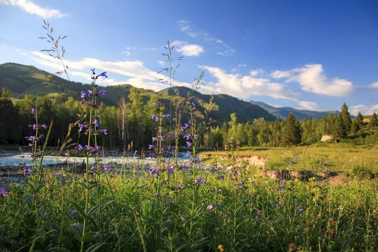 Горный Алтай разнотравье Долина
