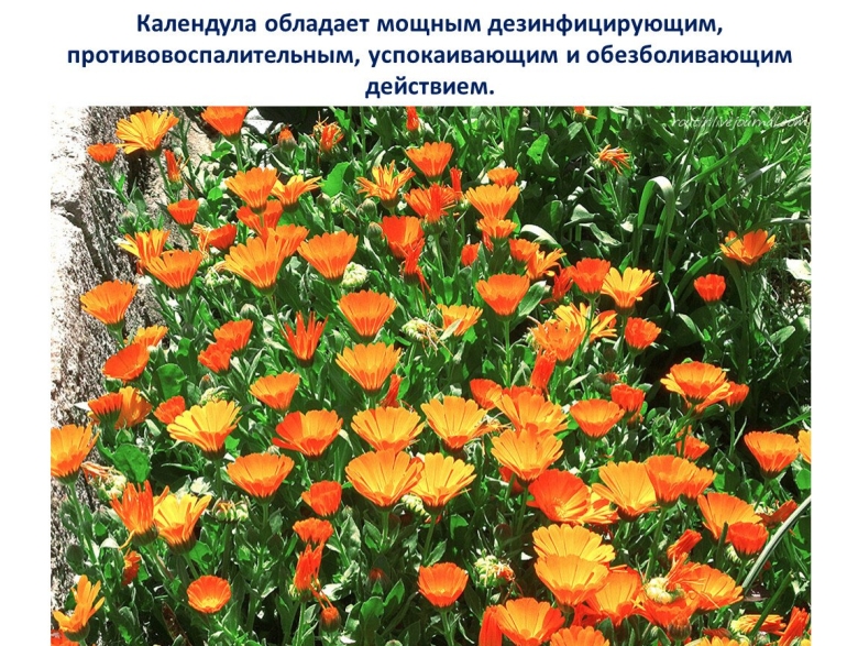 Лекарственные растения Алтая