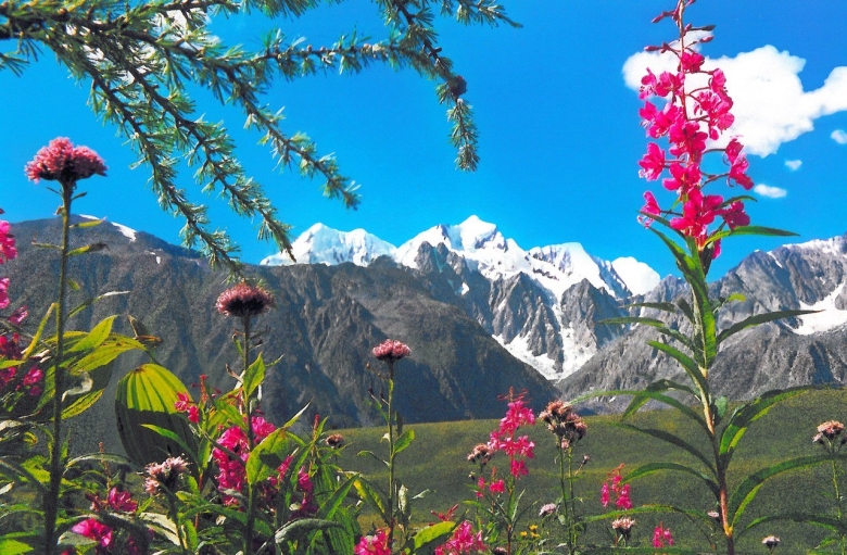 Растительный мир Алтая