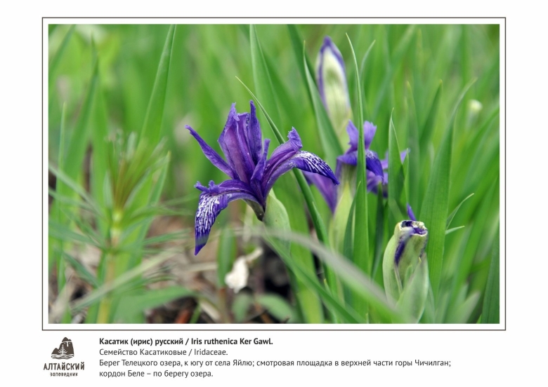 Цветы Алтайского края текстиль