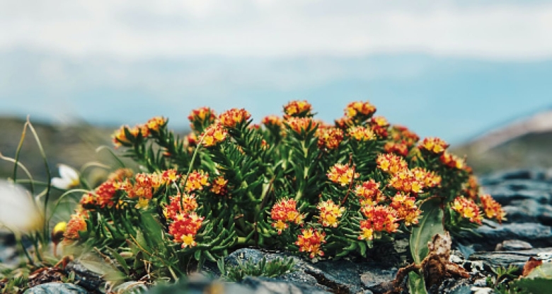 Растения Алтайского края