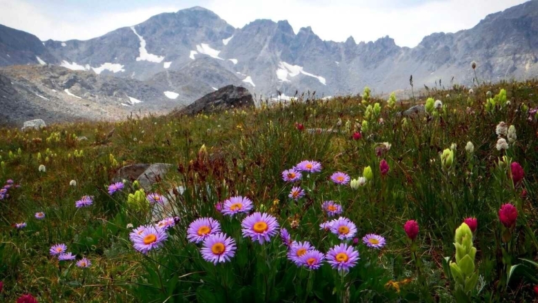 Альпийские Уральские Луга