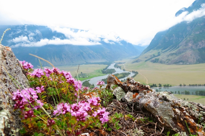Катунский заповедник Альпийские Луга