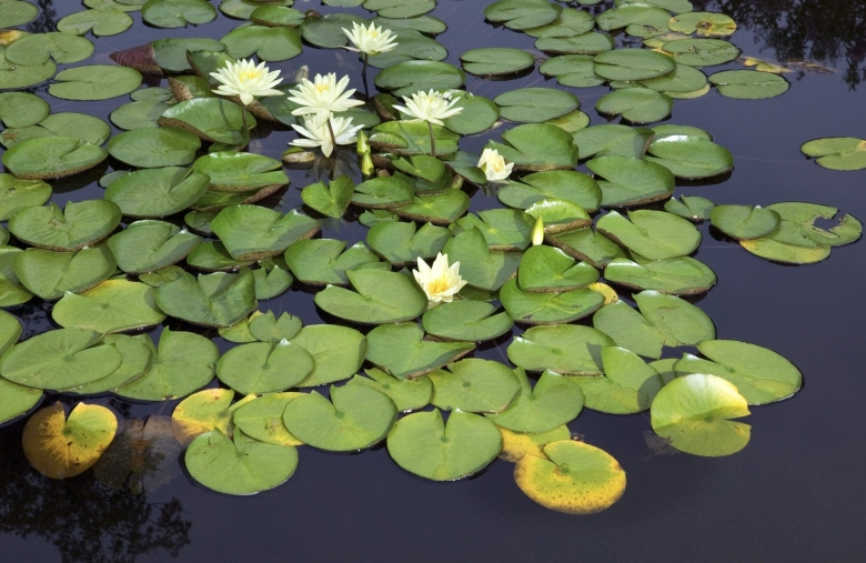 Кувшинка это водоросль