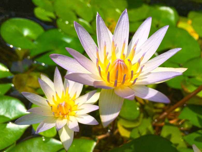 Лилия Лотус спринг