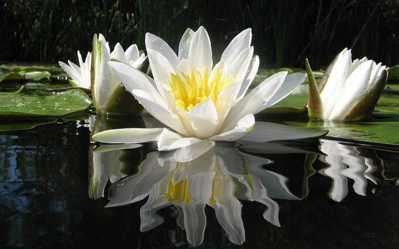 Нимфея белая Речная Лилия