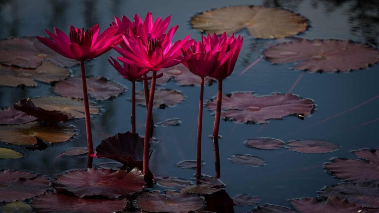 Нимфея краснолистная