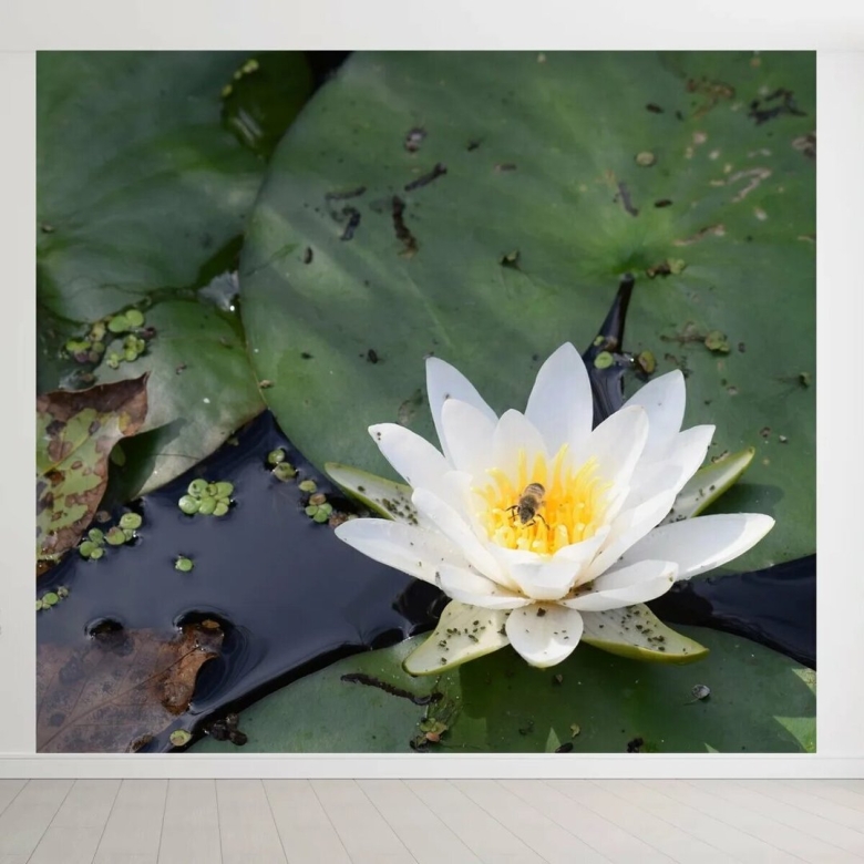 Нимфея болотная