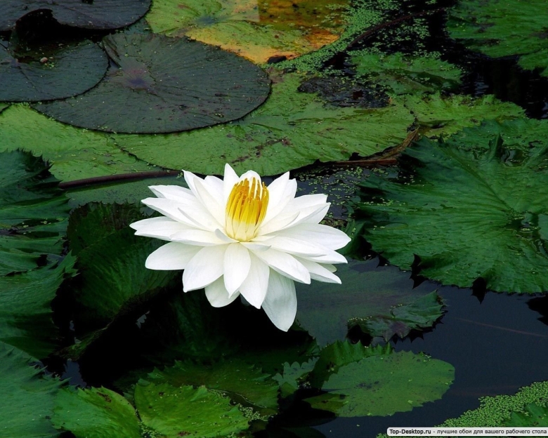 Кувшинка белая водяная лилия