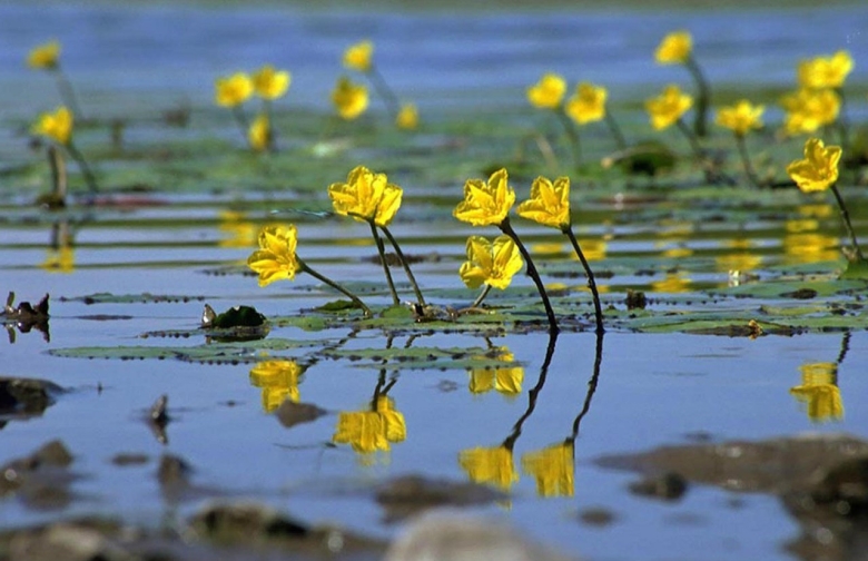 Болотноцветник щитолистный