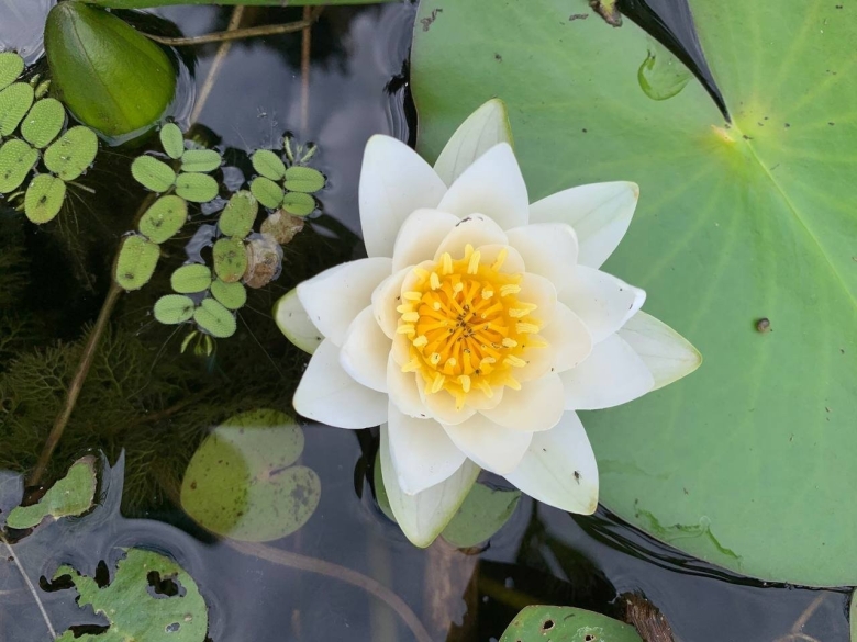 Кувшинка Одолень трава