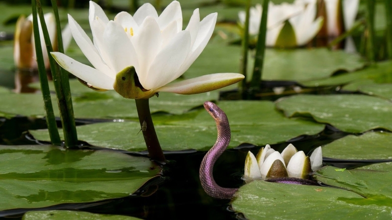 Кувшинка белая Болотная