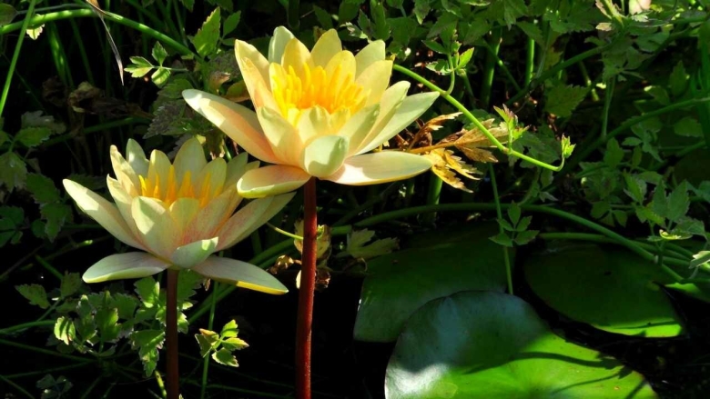 Нильская кувшинка