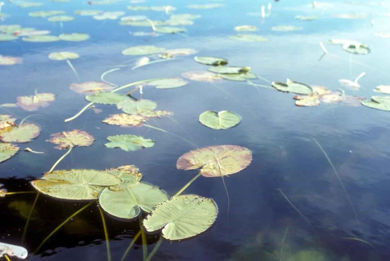 Водные растения высокие