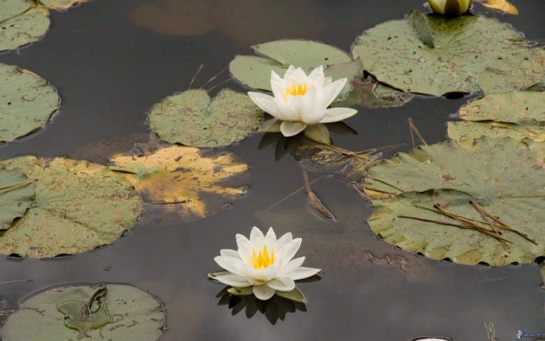 Кувшинка белая водяная Лилия