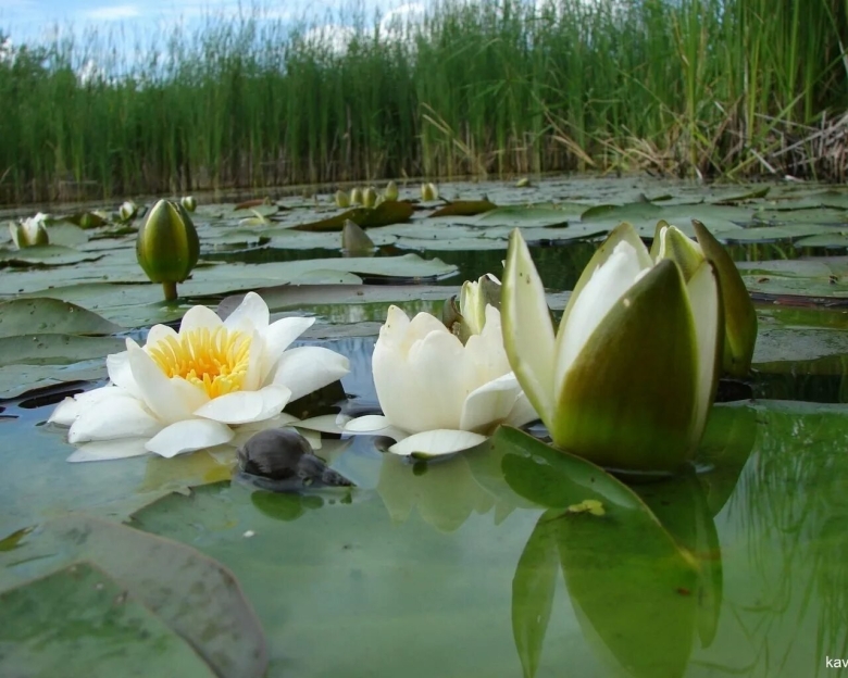 Болотная Лилия Удмуртия